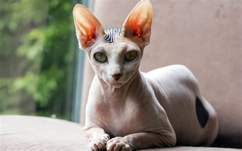 All White Peterbald Kittens