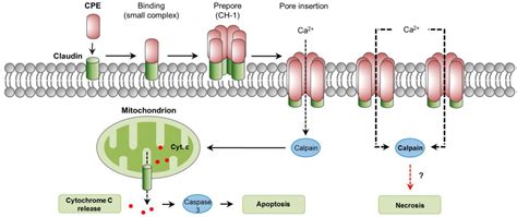 Toxins Free Full Text Mechanisms Of Action And Cell Death