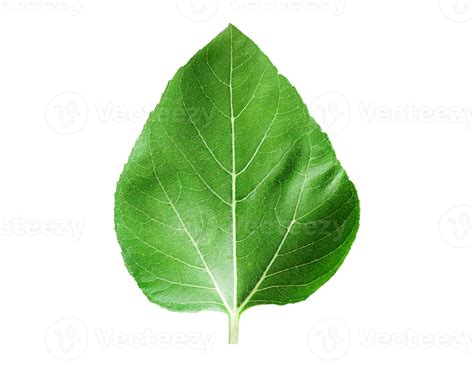 Sunflower Leaves Isolated On A Transparent Backgroundpng 22804127 Png