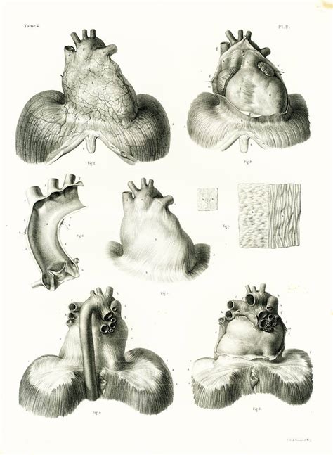 1836 Antique Diaphragm Print Thoracic Cavity Muscles Anatomy