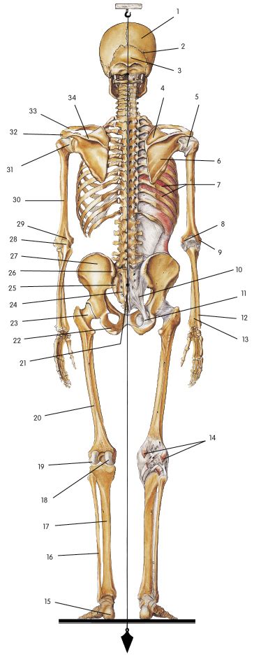 Posterior Skeletal System