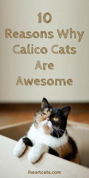 Love Calico Kitties Then Youll Love These Fun Facts About Calico Cats
