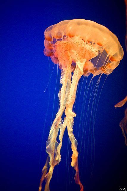 Jellyfish Jellyfish Animals Medusa
