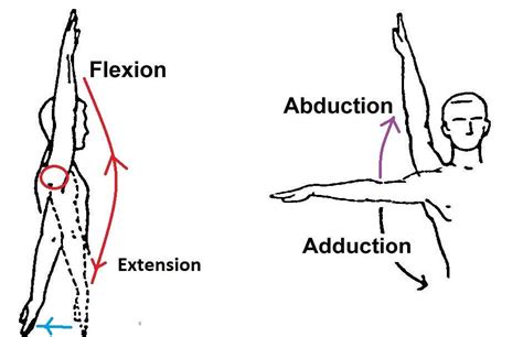 Shoulder Pain And Function The Role Of The Rotator Cuff