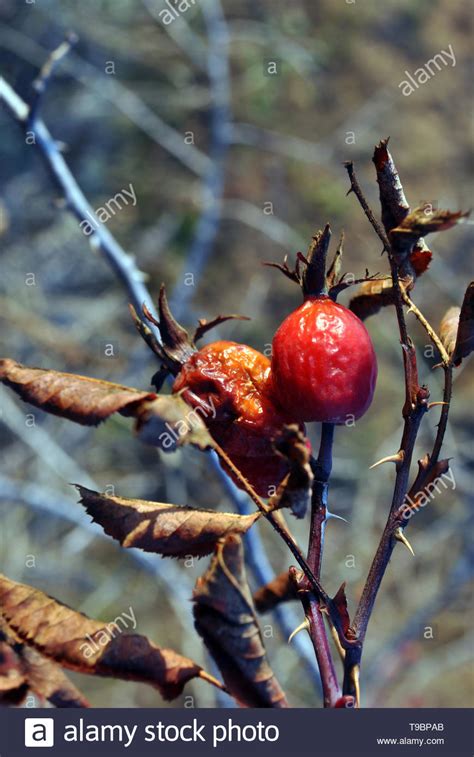 Rotten Berries Hi Res Stock Photography And Images Alamy