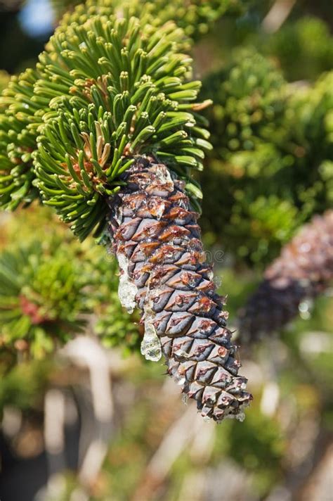 Bristlecone Pine Wood Stock Image Image Of Brown Close 22052577