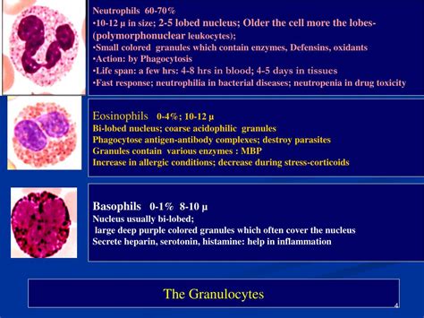 Ppt Physiological Functions Of White Blood Cells Powerpoint