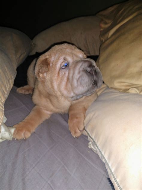 Ebay.ca has been visited by 100k+ users in the past month Chinese Shar Pei Puppies For Sale | Kingsport, TN #279765