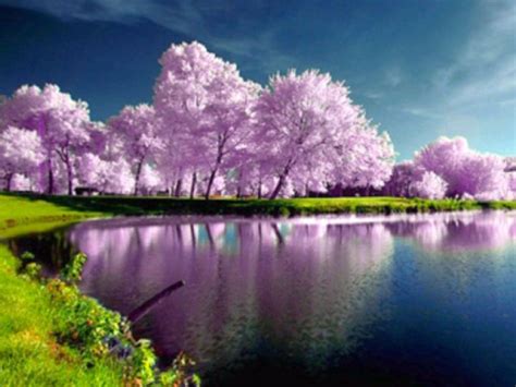 Purple Trees Nature Wallpaper In 1024x768 Resolution