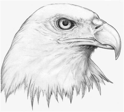 Black And White Eagle Drawing At Getdrawings Free Download