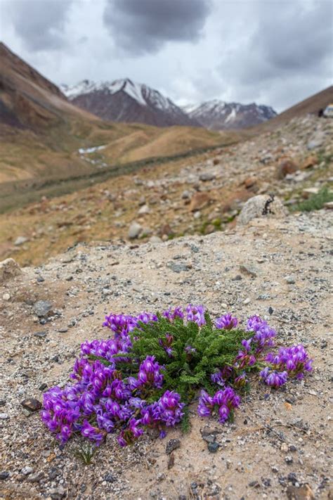 Beautiful Mountains Flower Field Leh Stock Photos Free And Royalty Free
