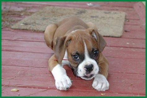 Call us & let us know exactly what you're looking for. Boxer Puppies For Sale | North Carolina 55, NC #269451