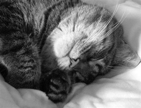 file sleeping cat in black and white wikipedia