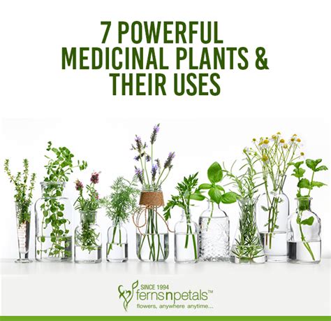 7 Powerful Medicinal Plants And Their Uses