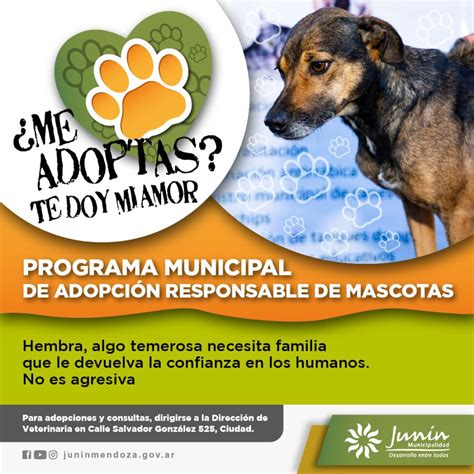 CampaÑa De AdopciÓn Canina Responsable ¿me Adoptas Te Doy Amor
