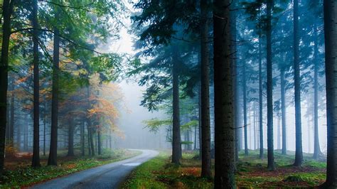 Path Between Long Green Leafed Trees With Mist In Forest Hd Nature
