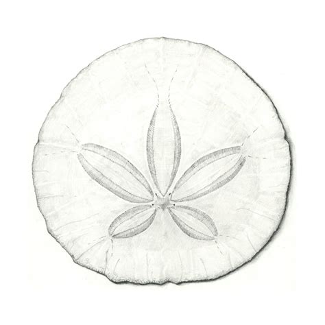 Sand Dollar Drawings Sand Dollars Also Known As A Sea Cookie Or Snapper
