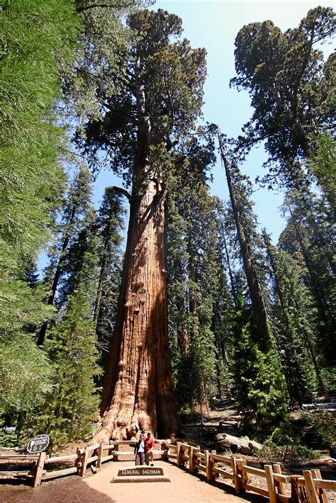 General Sherman Tree Im Sequoia National Park Californien Foto And Bild