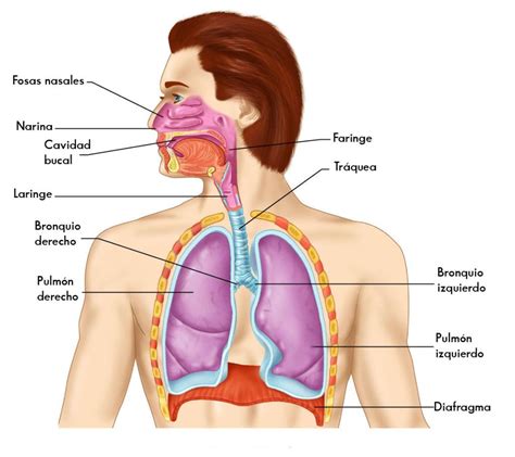 Sistema Respiratorio Definición Funciones Y Partes El Gen Curioso