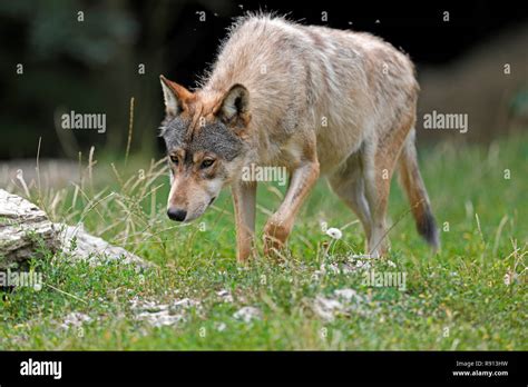 Eastern Timber Wolf Canis Lupus Lycaon Stand On A Meadow Captive