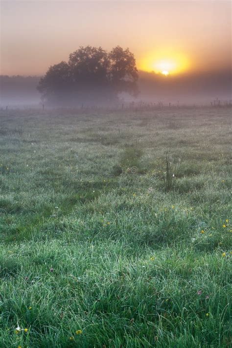 Foggy Meadow Sunrise Stock Image Image Of Fresh Landscape 51353223