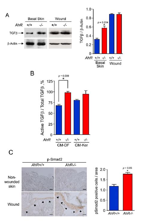 Loss Of Ahr Expression Increases Active Tgf Levels And Tgf Dependent