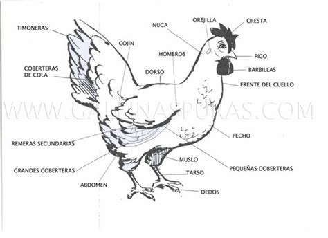 Partes Del Cuerpo Y Plumas Del Gallo Y La Gallina Gp