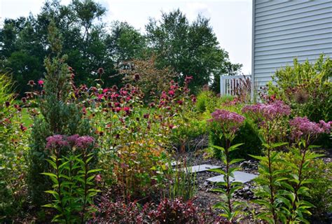 Johns Almost All Native Garden In New Jersey Revisited Finegardening