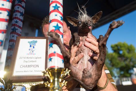 Worlds Ugliest Dog 2016 Blind Chihuahua Chinese Crested Mix Sweepee