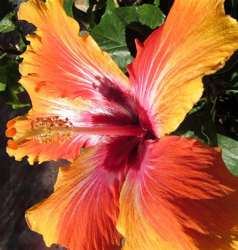 Hibiscus Tropical Sunset 2 Photograph By Adrienne Wilson