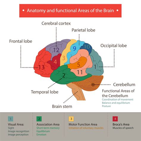 Cu Les Son Las Funciones Cognitivas Rea Tegmental Ventral Memoria Declarativa Cerebro