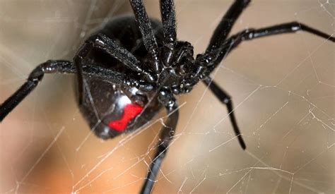 Bites from black widow spiders are quite rare, even where these spiders are very common. SPIDERS - homeshieldxp