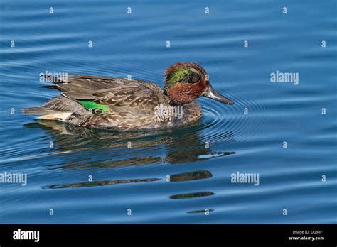 Green Winged Teal Duck Drake Swimming Eurasian Or Common Teal Form