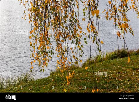 Weeping Willow Tree Golden Hi Res Stock Photography And Images Alamy