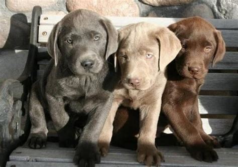 Professionally breeding akc registered labrador puppies for over 25 years. 17 Best images about Playful Labrador Retrievers on ...