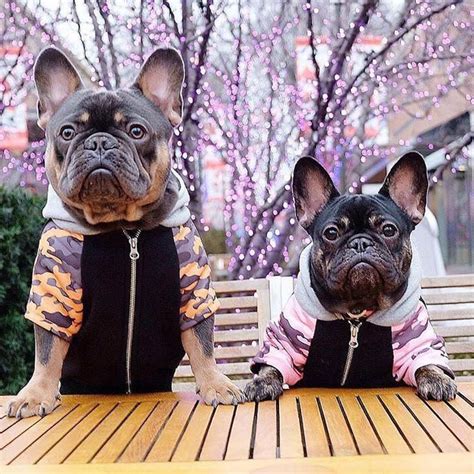More than 357 french bulldog hoodie sweatshirt at pleasant prices up to 18 usd fast and free worldwide shipping! French Bulldog hoodie | Frenchie Clothing | Mustard ...