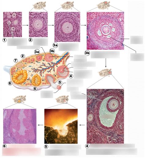 Figure 2720 Schematic And Microscopic Views Of The Ovarian Cycle