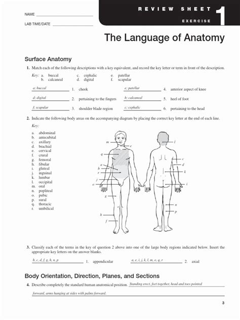 50 Anatomical Terms Worksheet Answers