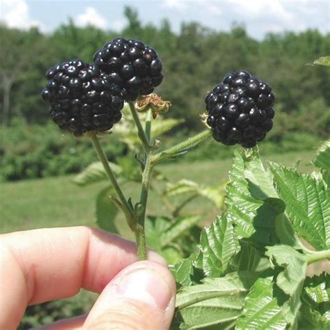 Prime Jim® Blackberry Plant Stark Bros