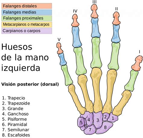 ¿cuáles Son Los Huesos De La Mano Curiosoando