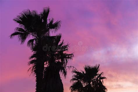 Palm Tree Sunset Pink Stock Photos Download 3518 Royalty Free Photos