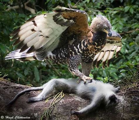 African Crowned Eagle With A Vervet Monkey These Eagles Are Known To