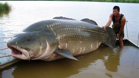 Biggest Fish In The World Ever Caught On Tape