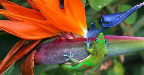 Maui Fauna Of The Month Gecko Maui Web Cameras