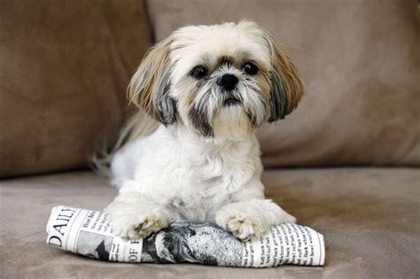 Top 10 Popular Small Dog Breeds