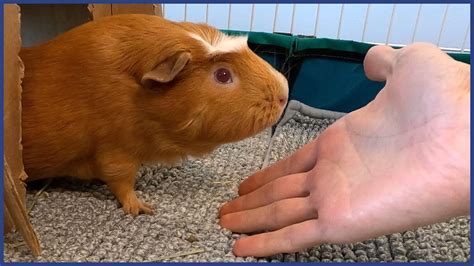 Playing With The Guinea Pigs Youtube