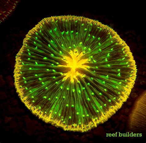 Fluorescent Friday Cycloseris Edition Reef Builders The Reef And