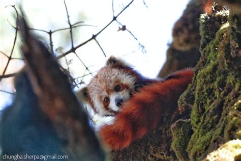 Red Panda Numbers Are Rising In Nepal Nepal 8th Wonder