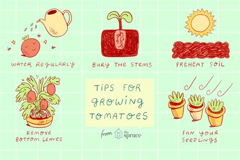 Here are 10 tips to plant and grow delicious tomatoes. 10 Tips for Growing Great Tomatoes