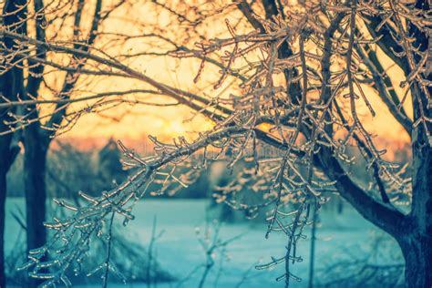 Ice On Branches Stock Photo Image Of Light Lights Nature 35285356